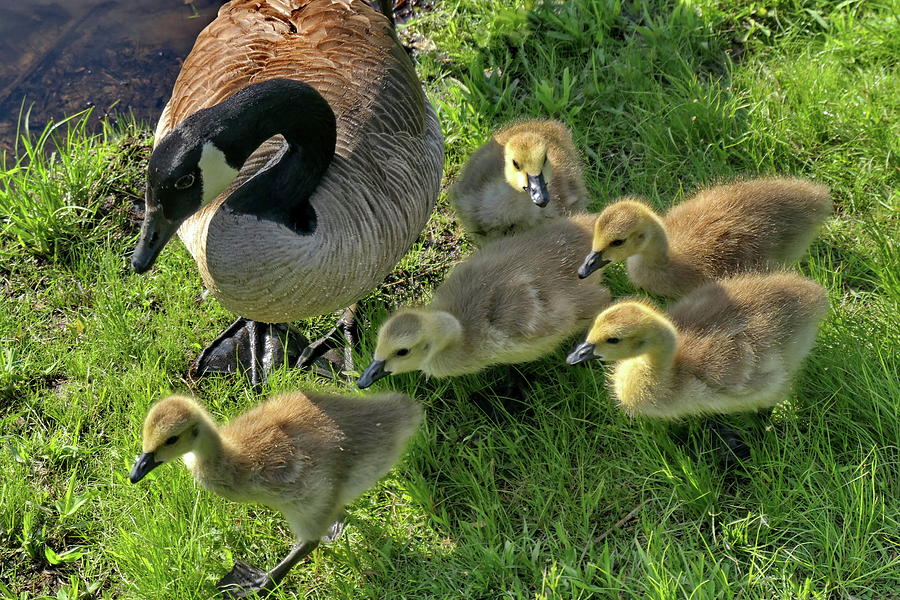 Mother Goose and her Adorable Goslings Photograph by Lyuba Filatova