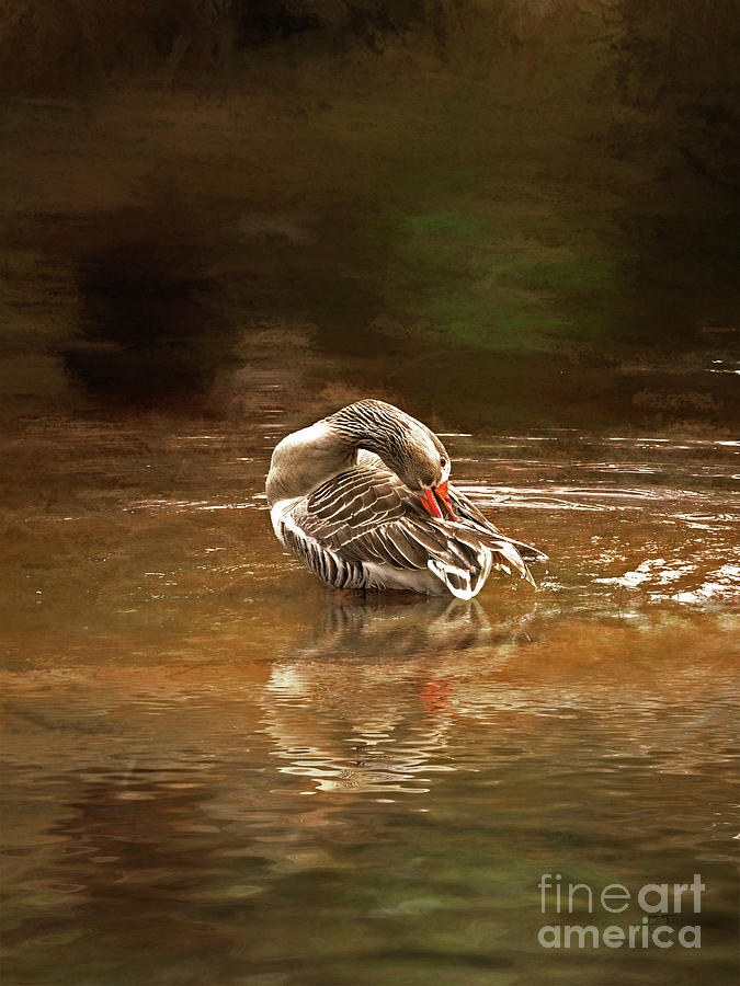 Mother Goose Photograph by Elaine Teague