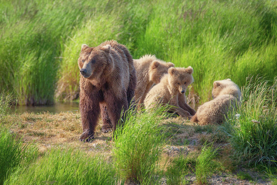 Mother Grizzly and her cubs - 4 Photograph by Alex Mironyuk