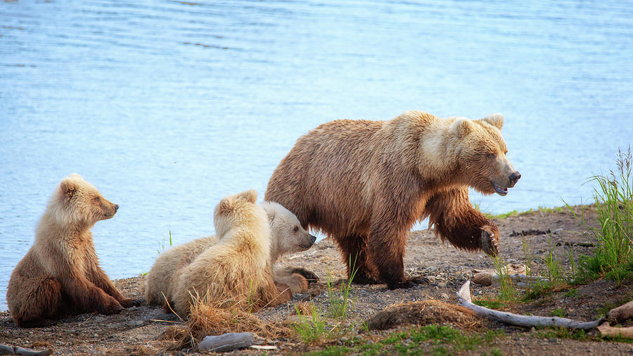 Mother Grizzly and her three cubs - 2 Photograph by Alex Mironyuk