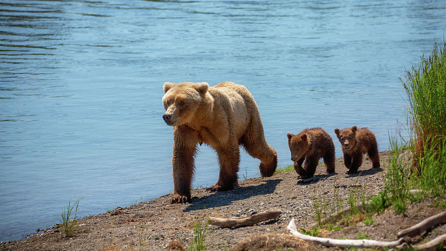 Mother Grizzly and her two six month old cubs Photograph by Alex Mironyuk