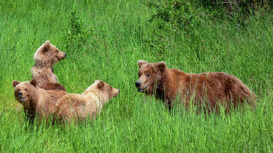 Mother Grizzly and Three Cubs are in the tall grass Photograph by Alex Mironyuk