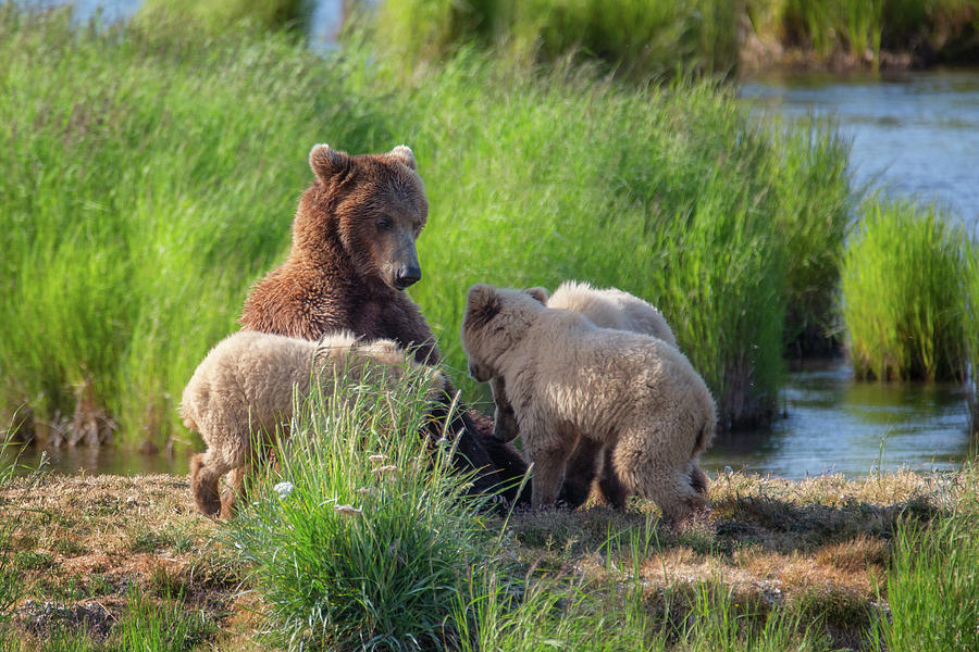 Mother Grizzly is nursing her cubs - 2 Photograph by Alex Mironyuk