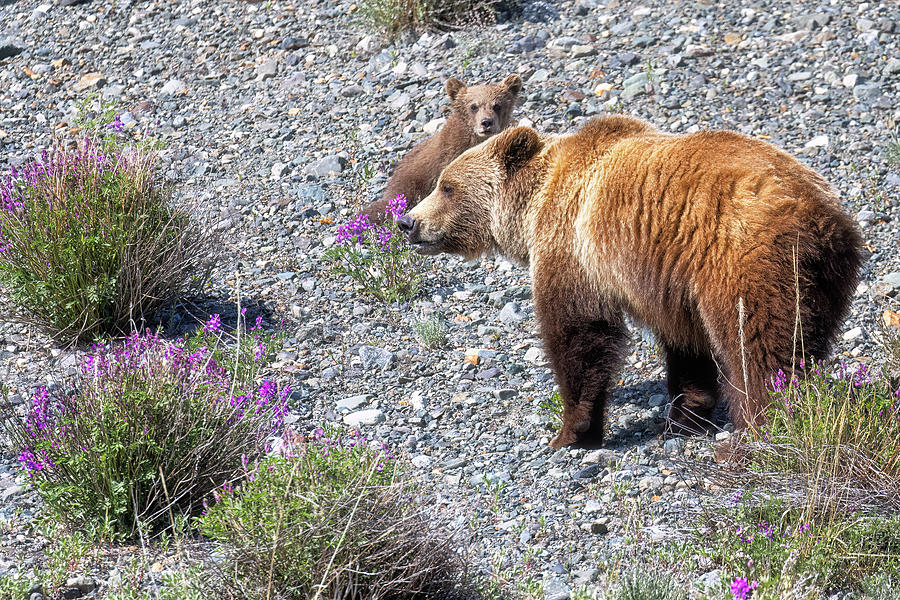 Mother Grizzly Returning to Cub Photograph by Belinda Greb