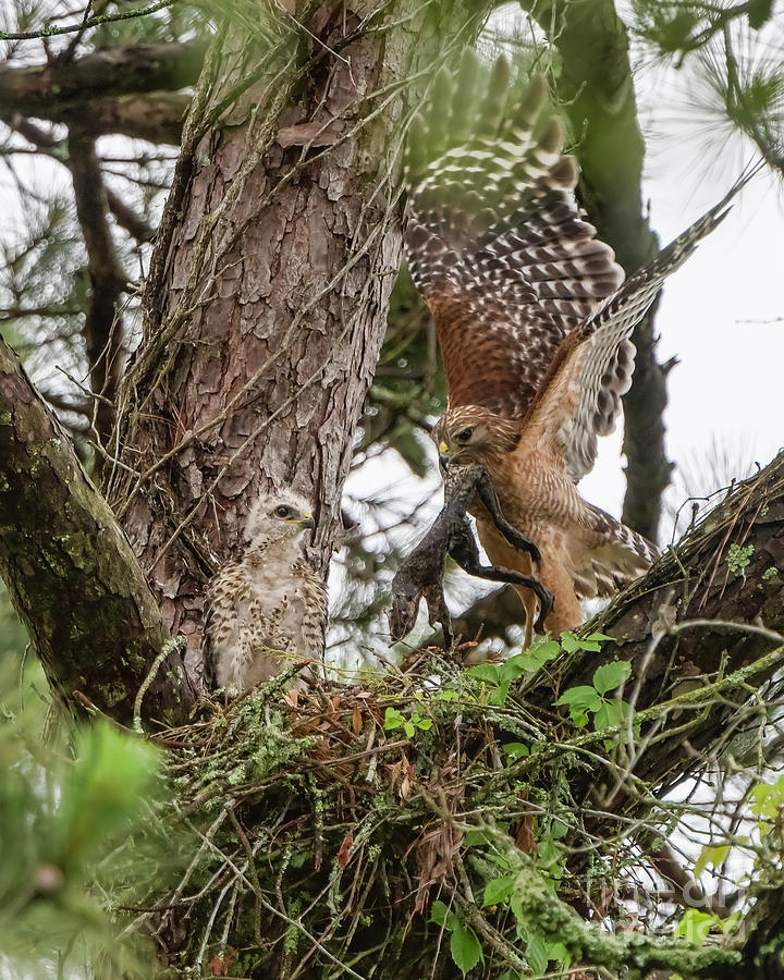 Mother Hawk Bringing Bullfrog to Chick in Nest Photograph by Bonnie Barry