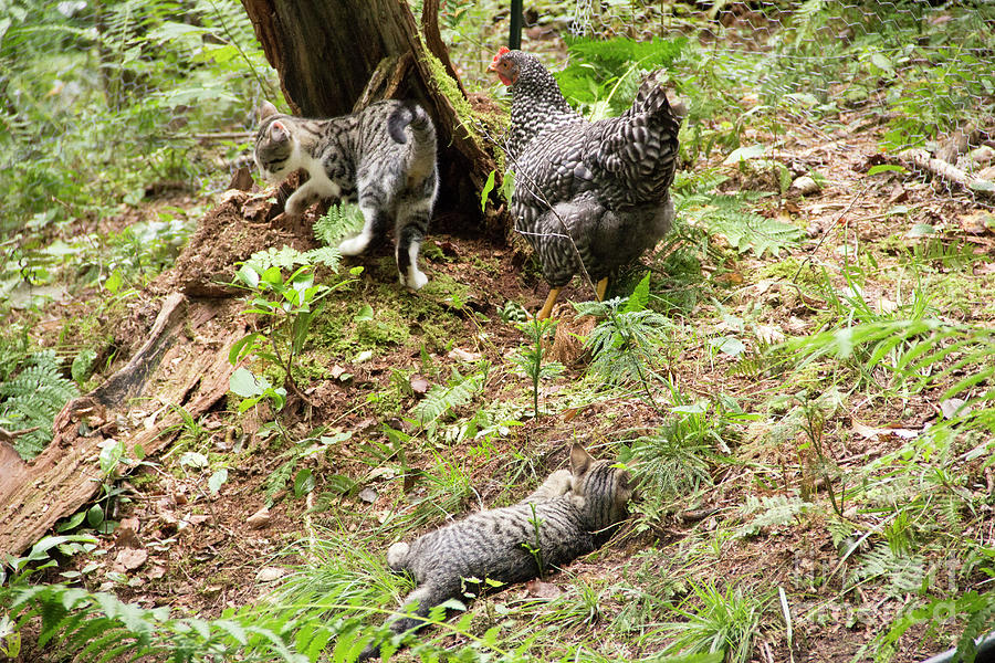 Mother Hen and her Kittens Photograph by Jeannette Hunt
