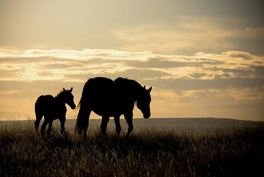 Mother Horse and Foal in sunset Photograph by Naomi Maya
