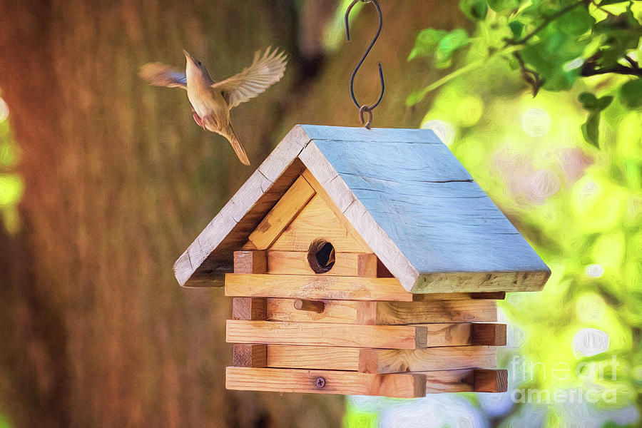 Mother House Wren In Flight Photograph by Sharon McConnell
