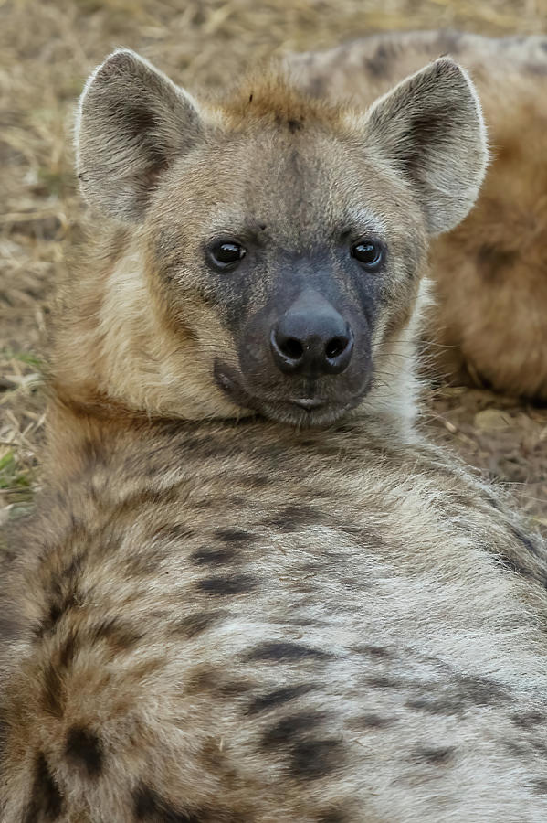 Mother Hyena Photograph by MaryJane Sesto