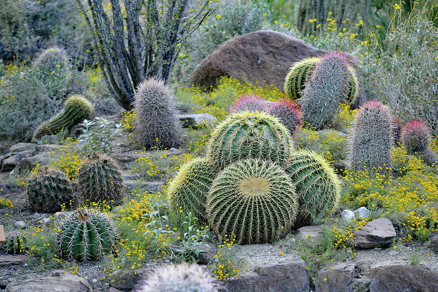 Golden Barrel Cactus - Mother-in-laws Cushion, Palm Desert, CA. Photograph by Bonnie Colgan