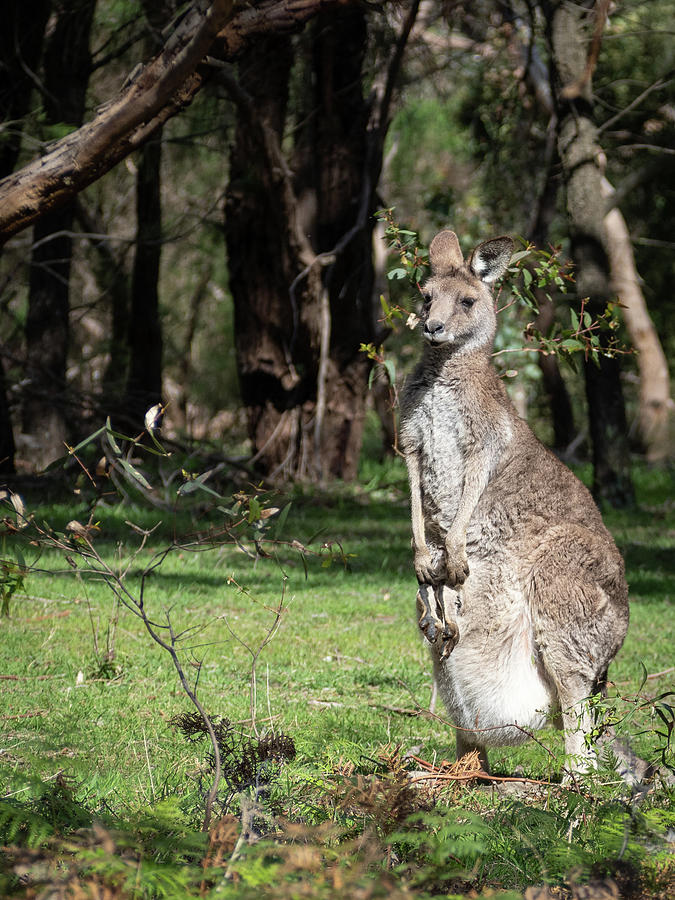 Mother Kangaroo With Joey Photograph