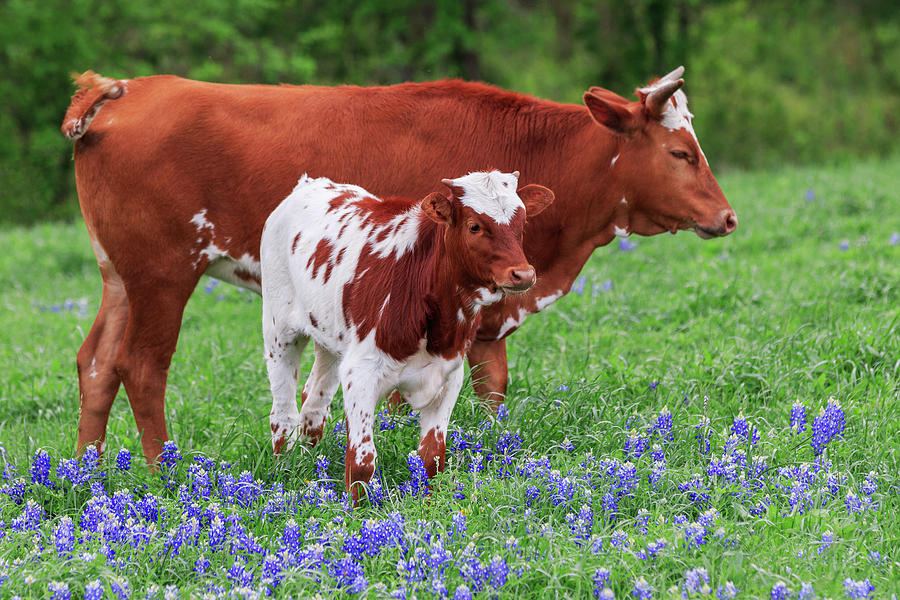 Mother Longhorn and her baby longhorn Photograph by David Ilzhoefer ...