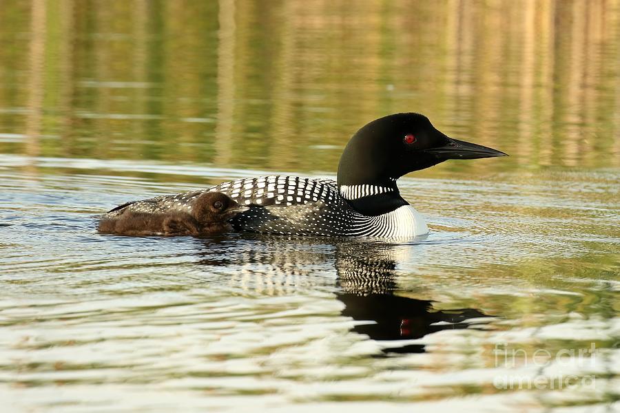 Mother loon and baby  Photograph by Heather King