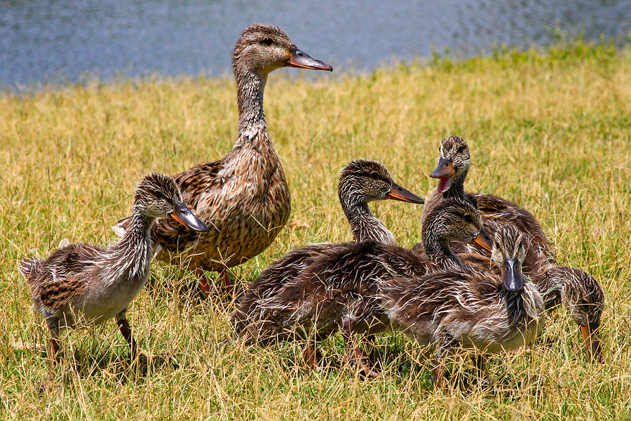 Mother Mallard And Her Ducklings Photograph