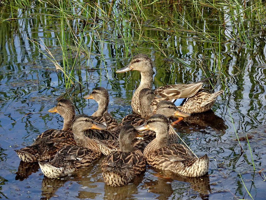 Mother Mallard  and her Teens Ducklings Photograph by Lyuba Filatova