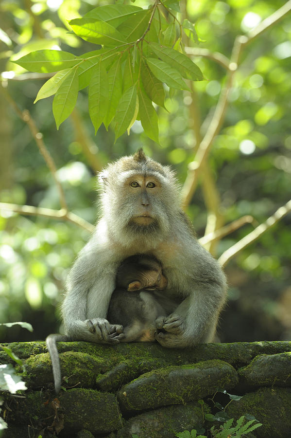 Mother monkey suckling her very young baby. Photograph by Sheldon Levis