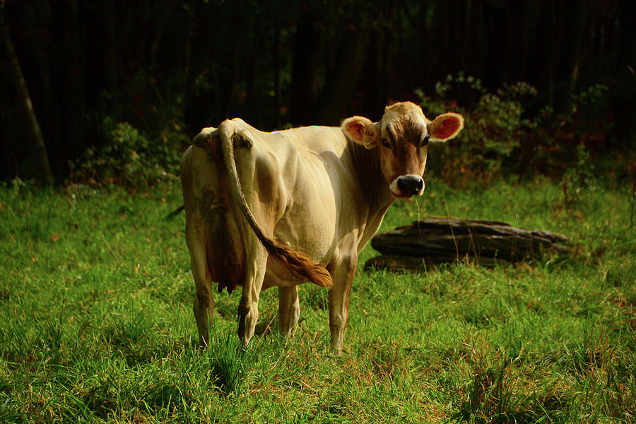 Mother Moo Cow Photograph by Raymond Salani III