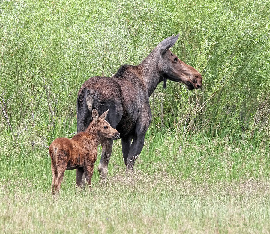 Mother Moose and Baby Calf Photograph by Jennie Marie Schell