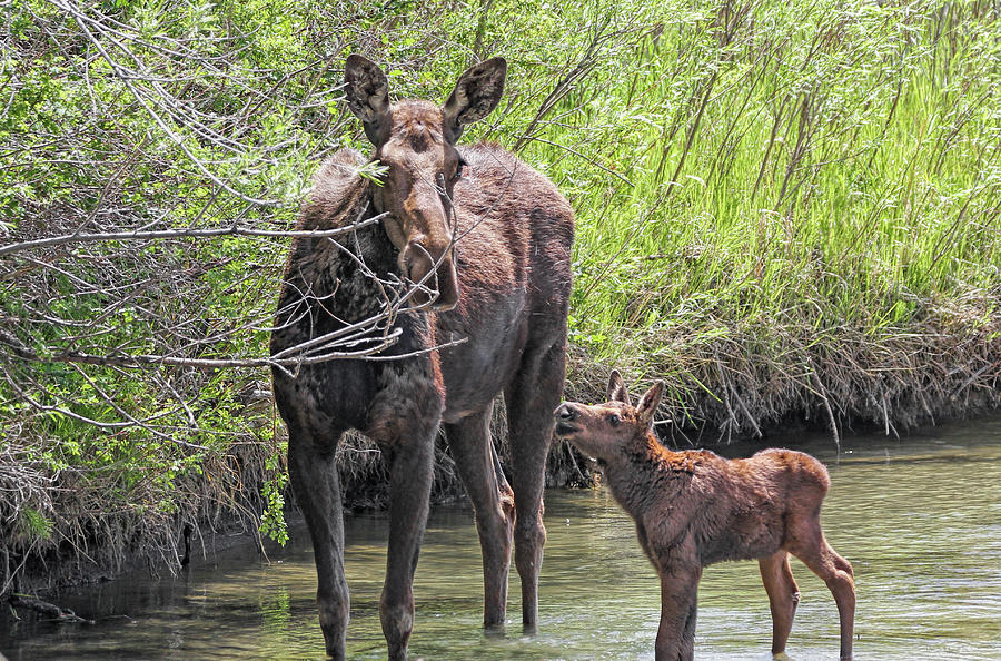 Mother Moose Cow and New Calf Photograph by Jennie Marie Schell