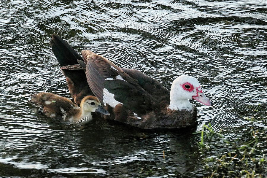 Mother Muscovy and Baby Duckling Photograph by Lyuba Filatova