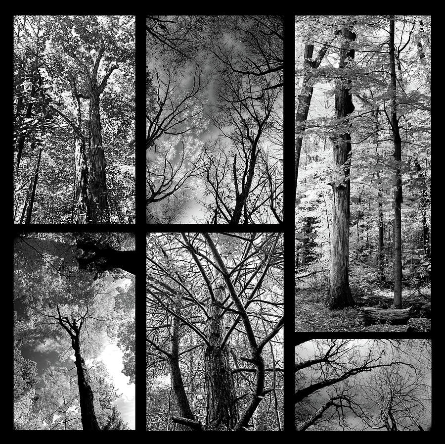 Mother Natures Forest Sketches 2 Photograph by Mary Bedy