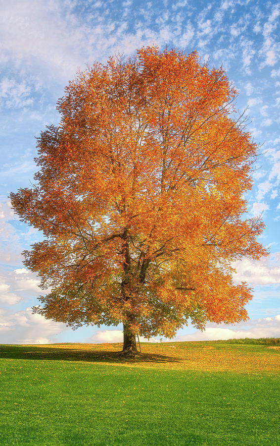 Mother Nature's Magic Photograph by Richard Plourde - Fine Art America