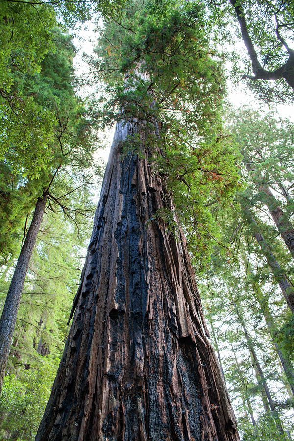 Mother of the Forest Portrait Photograph by Kyle Hanson - Fine Art America