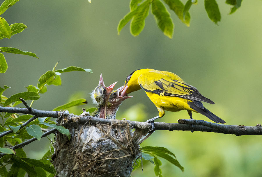 mother Oriole feeding the baby Oriole on the tree Photograph by Yaorusheng