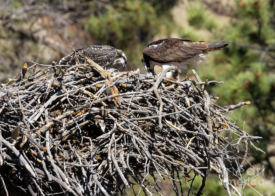 Mother Osprey Feeding Chicks Photograph by Steven Krull