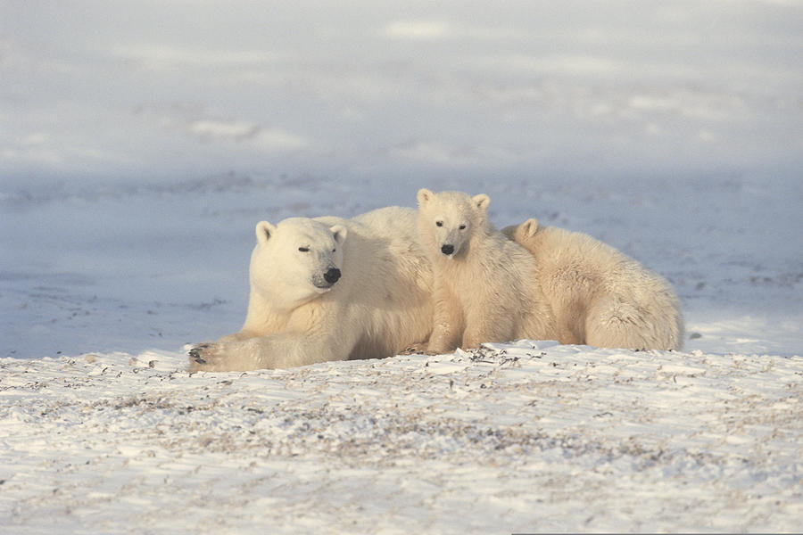 Mother polar bear with cubs , Canada Photograph by Comstock Images