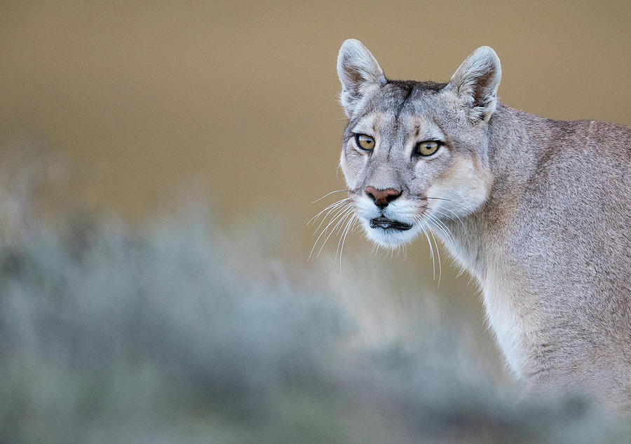 Mother Puma Photograph by Max Waugh
