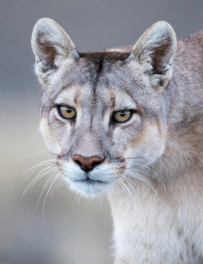Mother Puma Portrait Photograph by Max Waugh