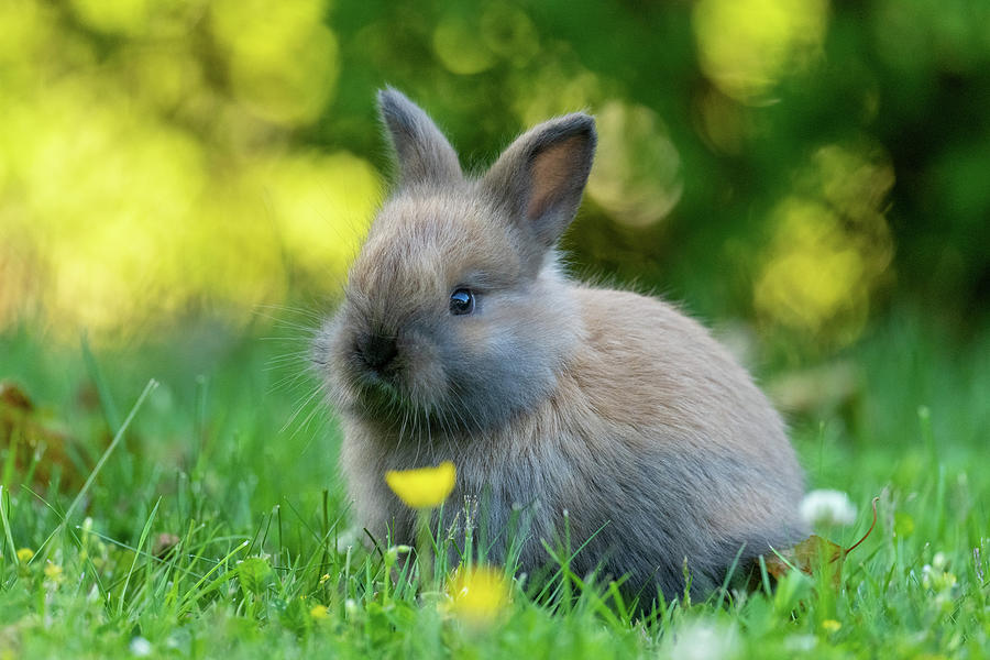 Mother Rabbit Photograph by Christina Stobbs - Fine Art America