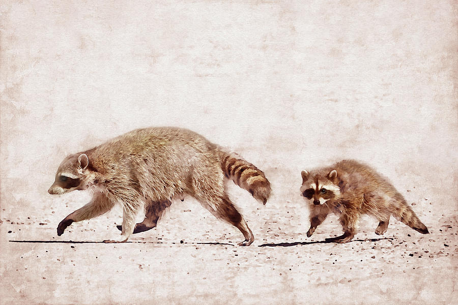 Mother Raccoon with Baby Photograph by Peggy Collins