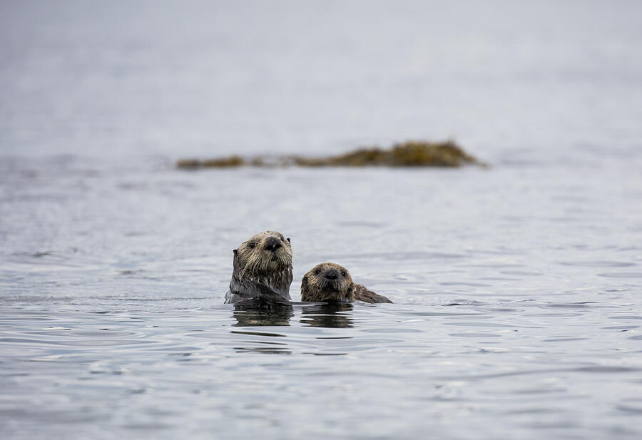 Mother sea otter and her pup Photograph by Copyright by Quicksnap Photos