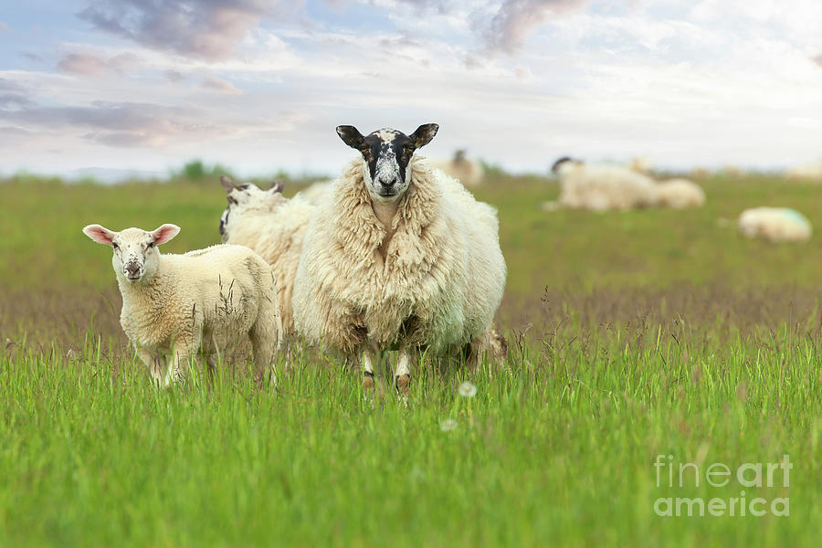 Mother sheep ewe and baby lamb face on Photograph by Simon Bratt