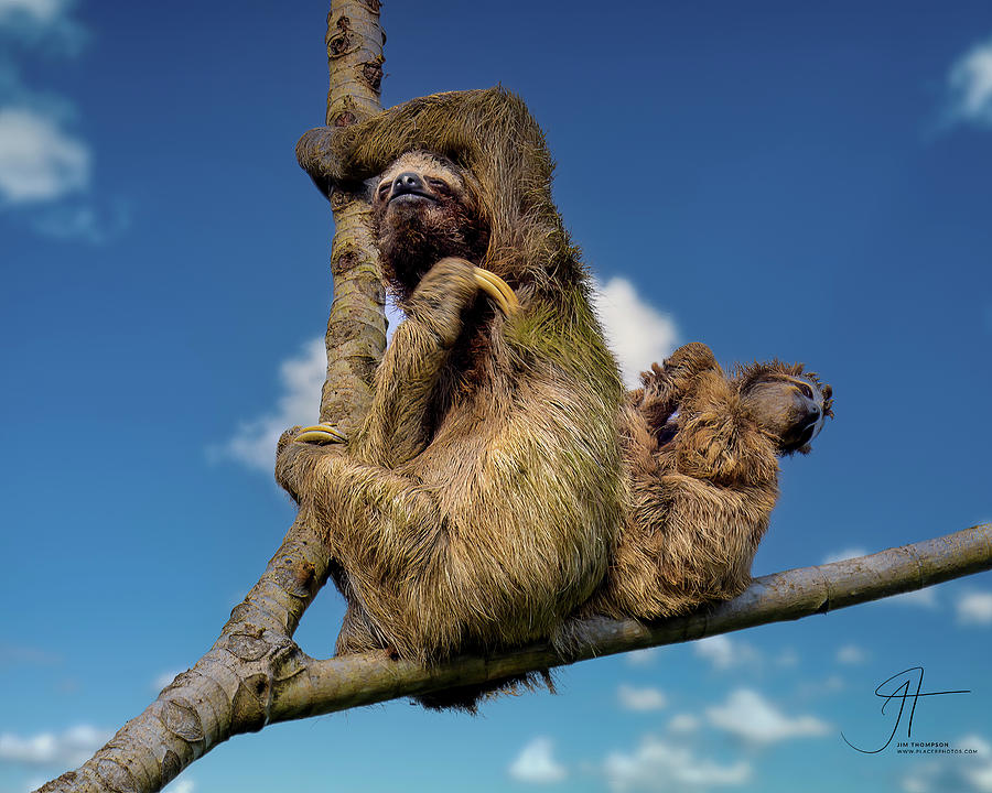 Mother Three-toed Sloth With Baby Photograph by Jim Thompson
