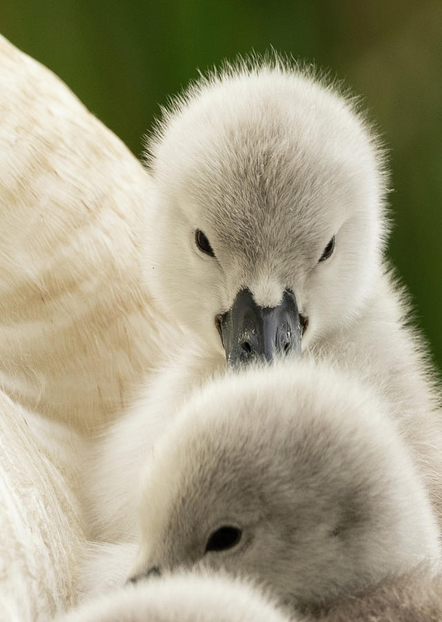 Mother Swan and Cygnets #2 Photograph by Catherine Grassello