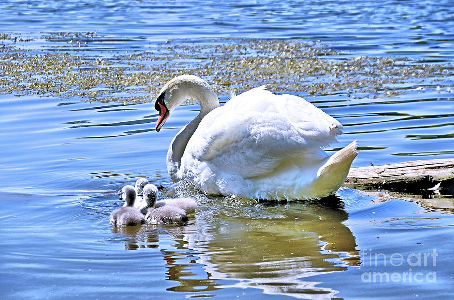 Mother Swan and Cygnets  Photograph by Elaine Manley