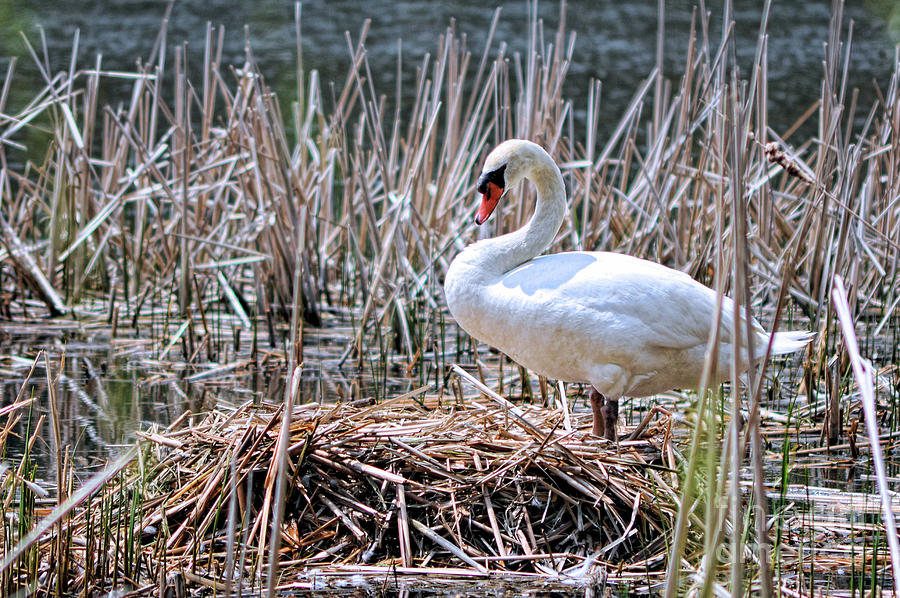Mother Swan building her nest  in Spring. Photograph by Elaine Manley