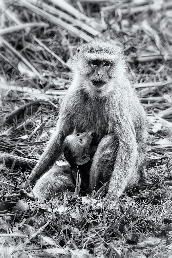Mother Vervet Monkey Stops to Nurse Baby bw Photograph by Belinda Greb