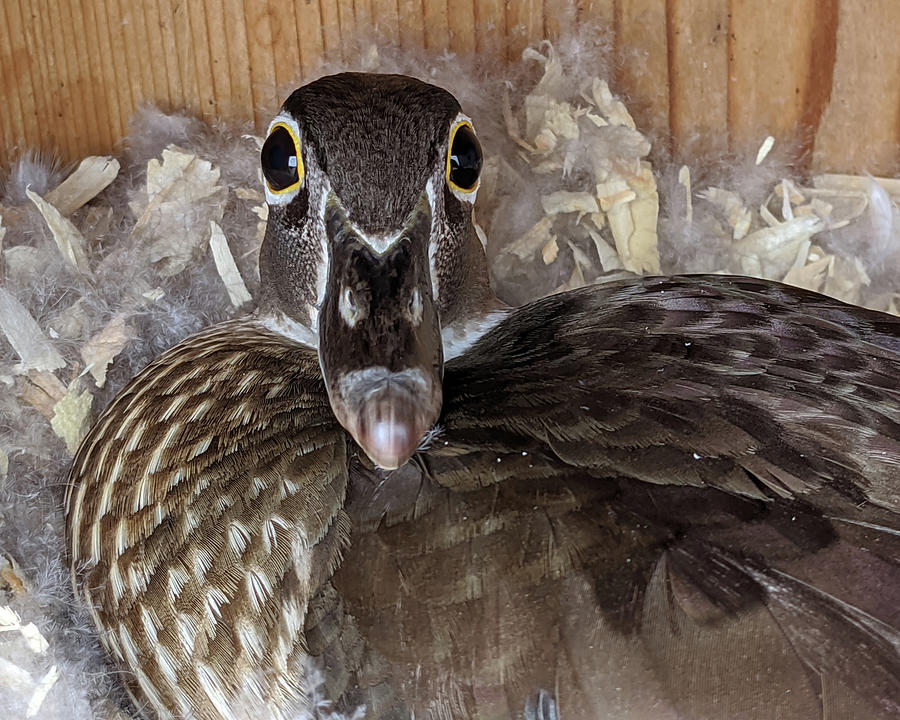 Mother Wood Duck Portrait Photograph by Jerry Griffin
