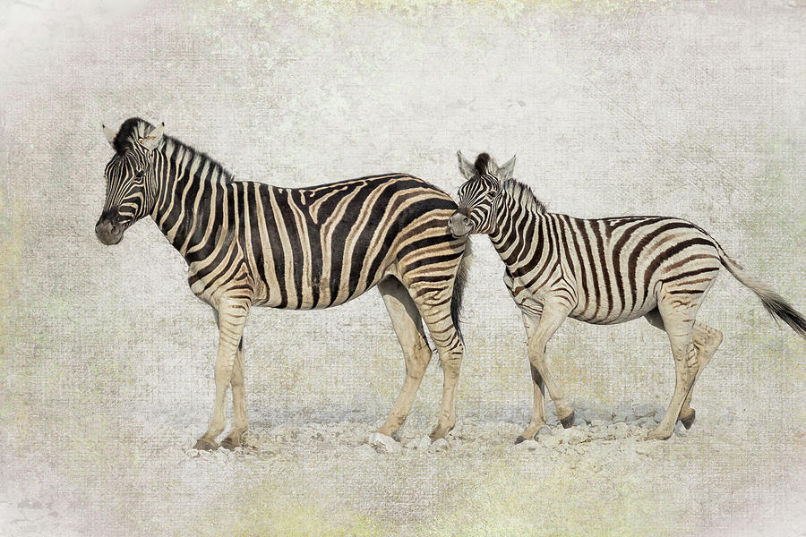 Mother Zebra and Foal, No. 2 Photograph by Belinda Greb