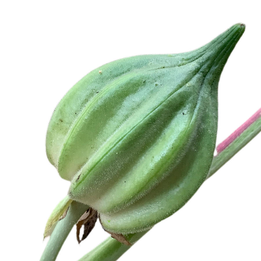 Motherland okra T Photograph by Happy Ingenuity - Fine Art America