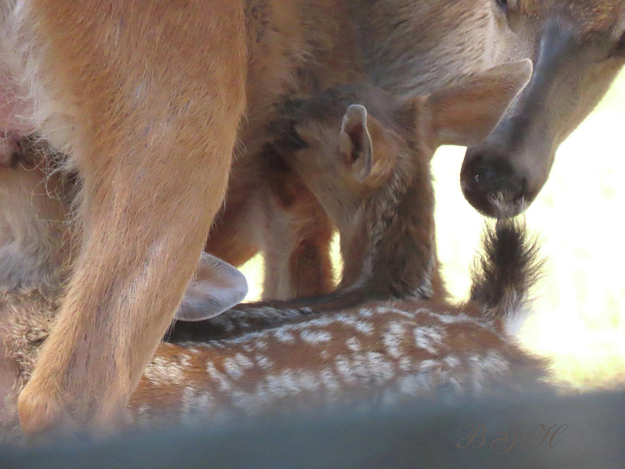 Motherly Love 2 - Doe With Twin Fawns - Wildlife Photography - Deer Photograph by Brooks Garten Hauschild