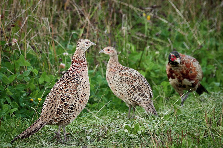 Mothers daily trials. Common pheasant Photograph by Jouko Lehto