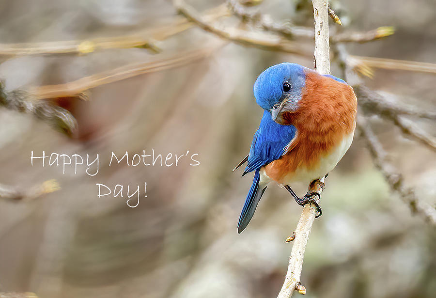 Mothers Day Bluebird Photograph by Marcy Wielfaert