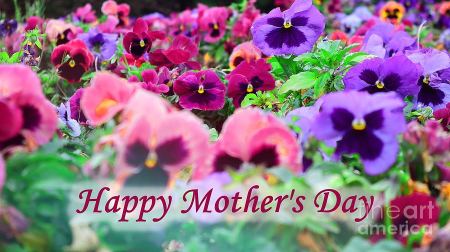 Colorful Pansies Mothers Day Greeting Photograph