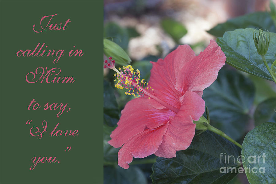 Mothers Day Hibiscus Photograph by Elaine Teague
