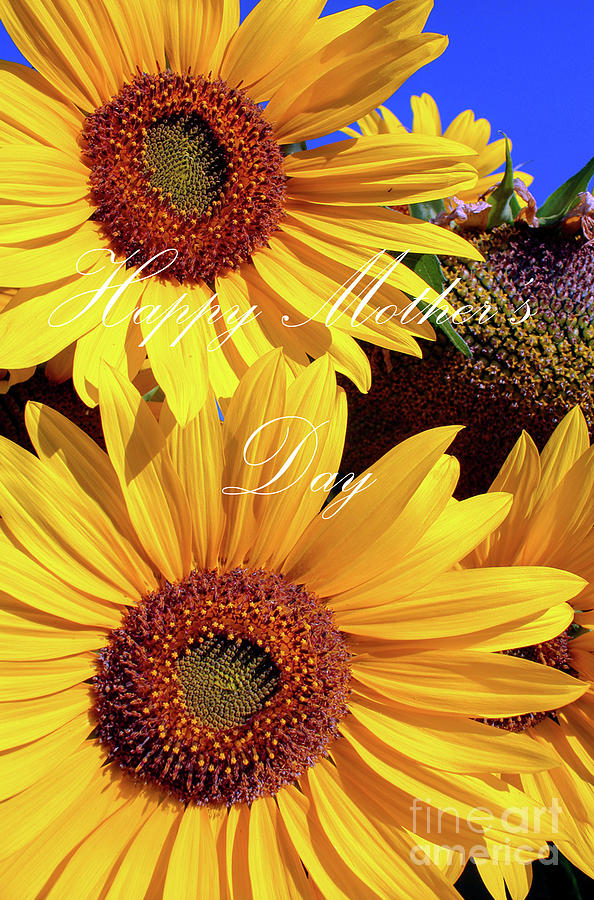 Mothers Day Laceys Sunflower Photograph